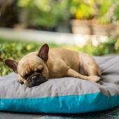 Beste koelmat hond