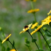 Een duurzame tuin aanleggen: hier kun je op letten