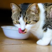 Beste kattenvoer