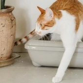 Beste kattenbakvulling