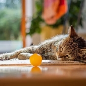 Beste kattenspeeltjes