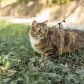 Beste kattentuigje