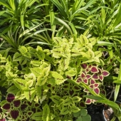Budgetvriendelijk vergroenen Deze planten geven het meeste voor je geld 