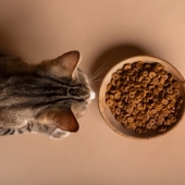 Beste Iams kattenvoer