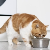 Beste dieetvoer kat