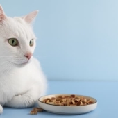 Beste biologisch kattenvoer