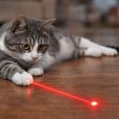 Beste laserlampje kat