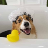 Beste hondenshampoo