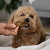 Beste hondensnacks
