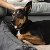 Beste hondenmand grote hond