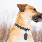 Beste GPS tracker hond