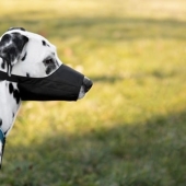 Beste muilkorf hond