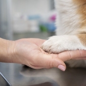 Beste nagelknipper hond