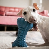 Beste kauwspeelgoed hond