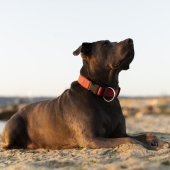Beste halsband hond