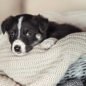 Beste puppy speelgoed