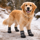 Beste hondenschoenen