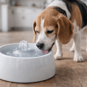Beste drinkfontein hond