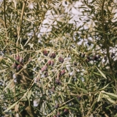 De mooiste bomen voor in een groene tuin