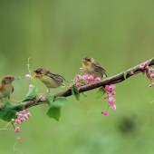 Maak van je tuin een vogeloase in de lente