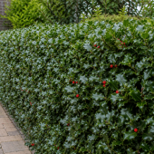 Waarom een haag zoveel toevoegt aan je tuin