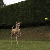 Beste ballenwerper