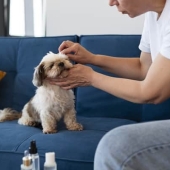 Beste oorreiniger hond