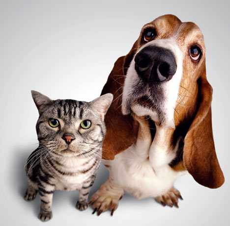 Kat en hond