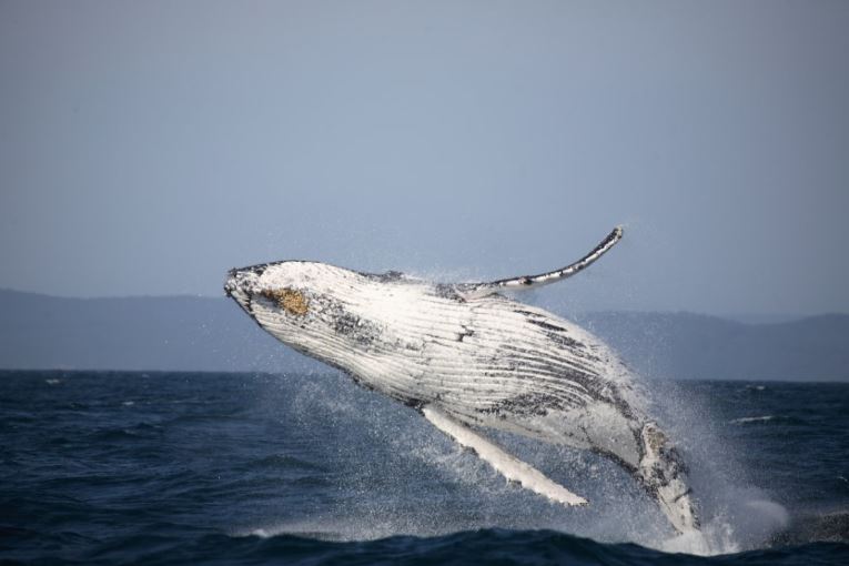 walvisjacht ifaw