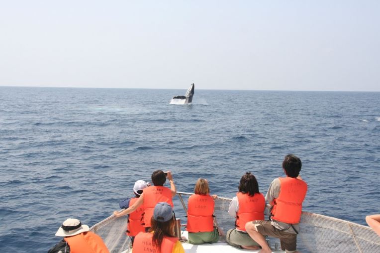 walvisjacht