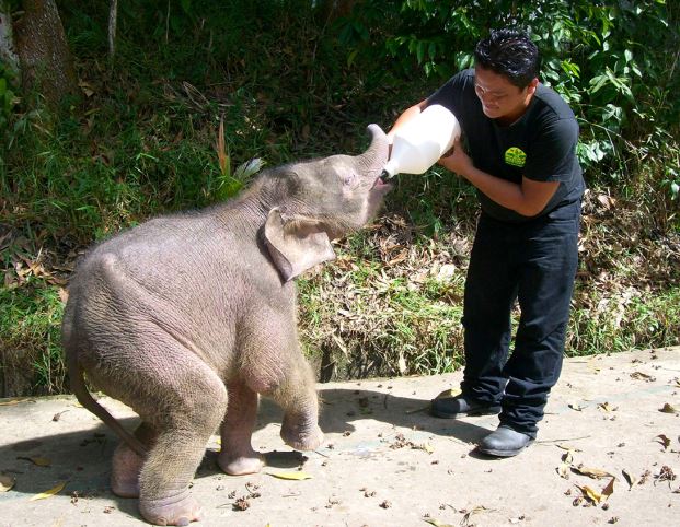 vrienden van de olifant