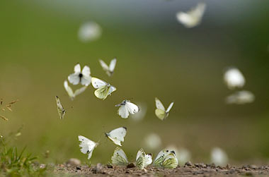 vlinders de nieuwe wildernis