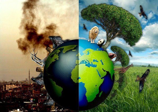 Ecocide