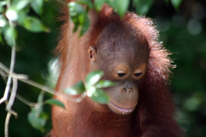borneo-jungle-tree-life-orangutan-2