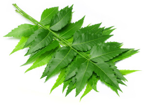 Neem-leaves-and-its-uses