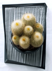 cactus6