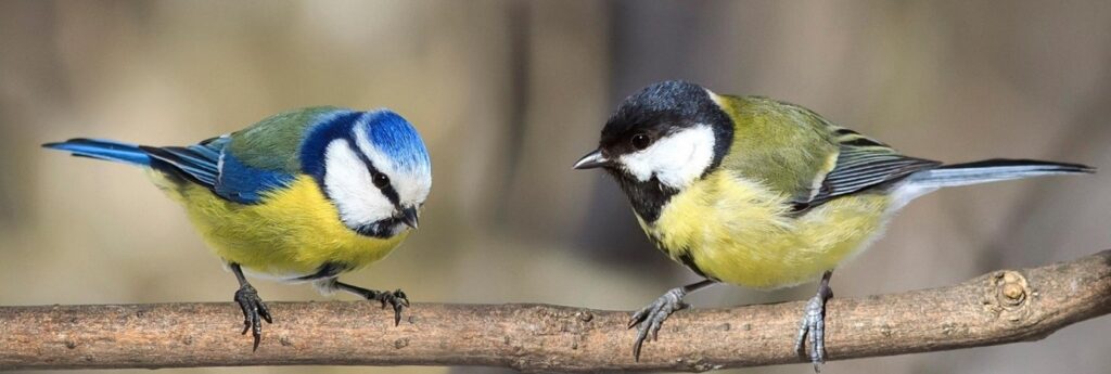 vetbollen & mezenbollen